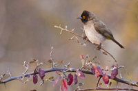 Pycnonotus nigricans